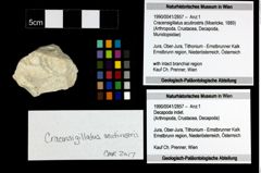 Foto (Objekt + Etiketten) von Cracensigillatus acutirostris (Moericke, 1889) 